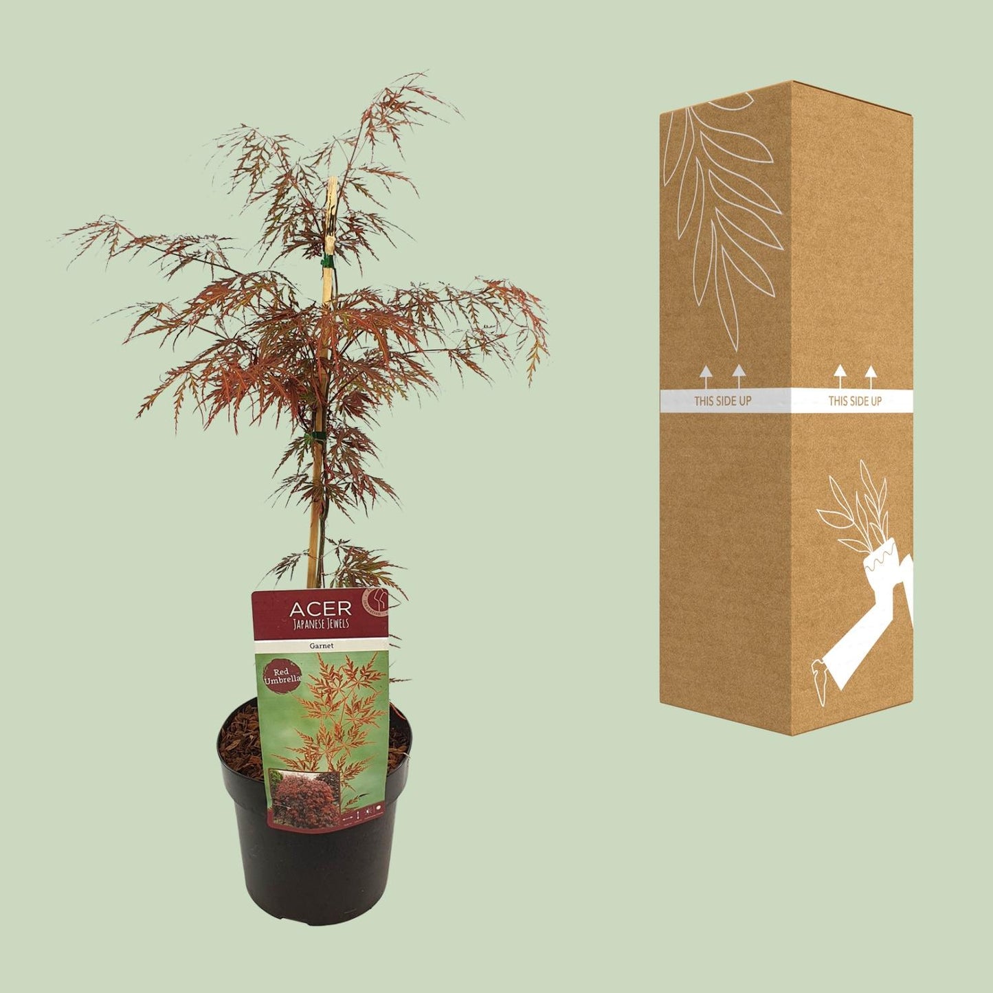 Acer palmatum 'Garnet' kamerplant – Esdoorn met rood blad – Ø19 cm – hoogte 40 cm
