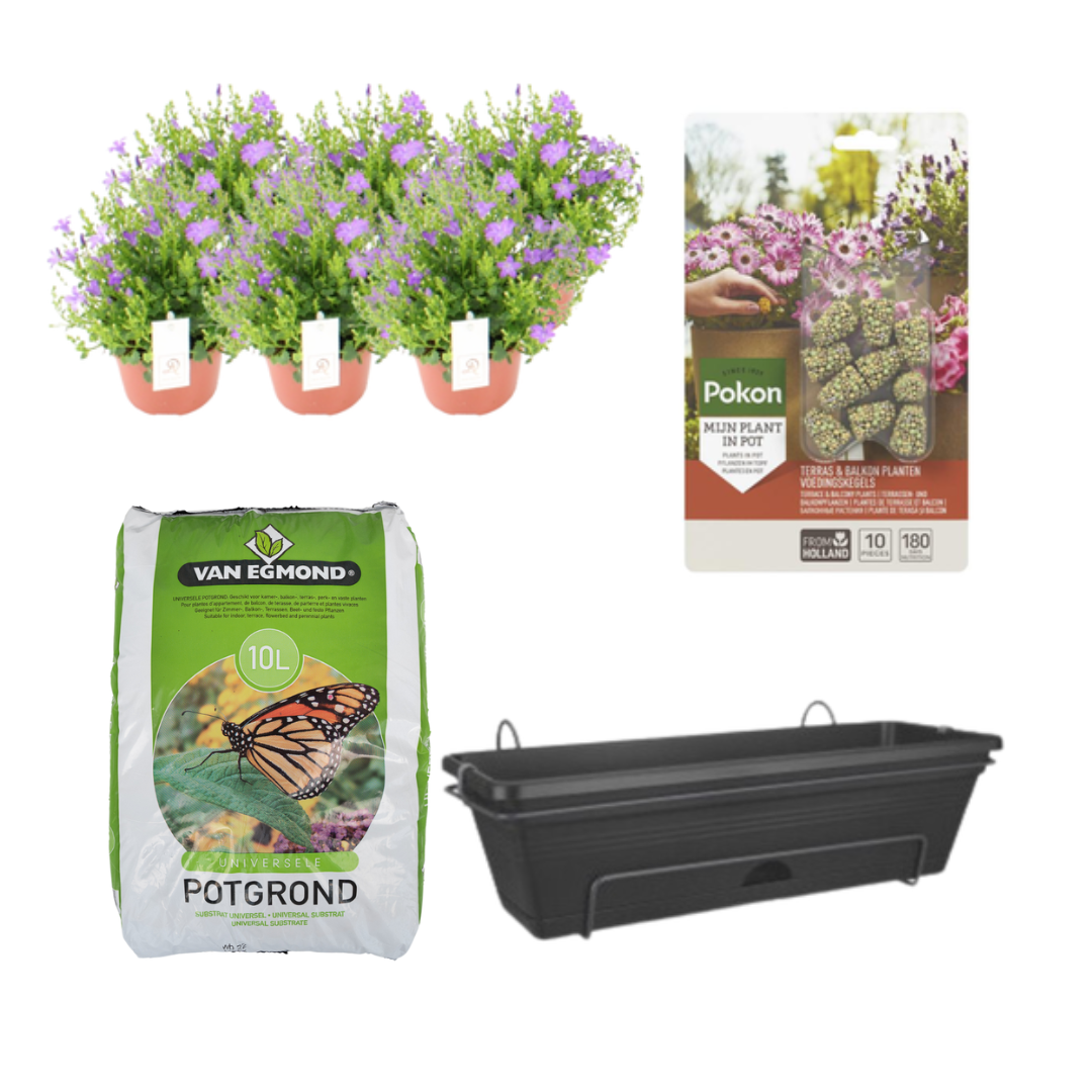 Campanula tuinplant set voor balkon – Zwarte balkonbak met potgrond en voeding – 6x Campanula P12