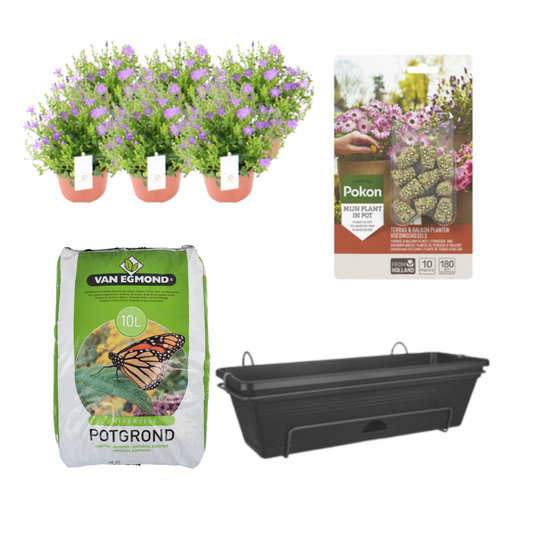 Campanula tuinplant set voor balkon – Zwarte balkonbak met potgrond en voeding – 6x Campanula P12