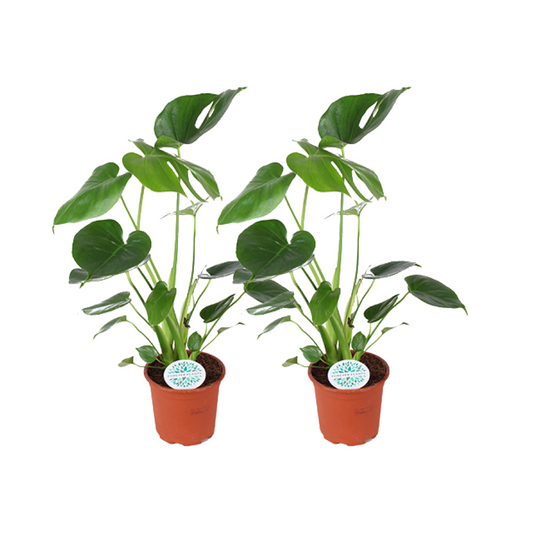 Monstera Deliciosa kamerplant – set van 2 – potmaat 14 cm – hoogte 45 cm – luchtzuiverend