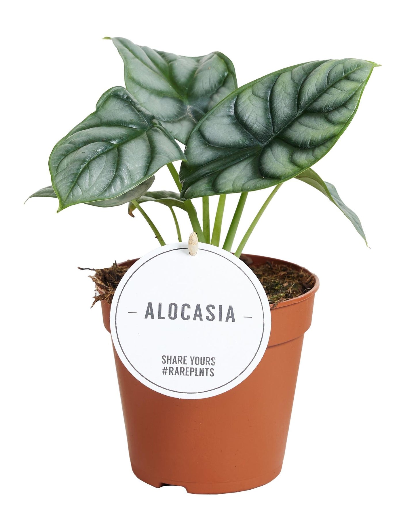 Alocasia Silver Dragon kamerplant – Ø12 cm pot – ca. 25 cm hoog – exclusieve bladplant voor binnen