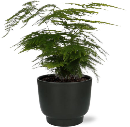 Asparagus Setaceus kamerplant – 35 cm hoog – Ø12 cm pot – Luchtzuiverend – Incl. zwarte sierpot D13x11 cm