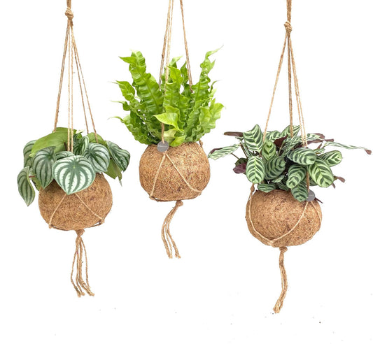 Jungle kamerplanten mix – 3 stuks in Kokodama hangpot – Ø17 cm – 28 cm hoog – duurzaam & luchtzuiverend