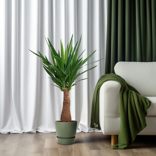 Yucca "Maya Tree" kamerplant – stamhoogte 40 cm – Ø21 cm pot – hoogte ca. 100 cm – luchtzuiverend & onderhoudsvriendelijk