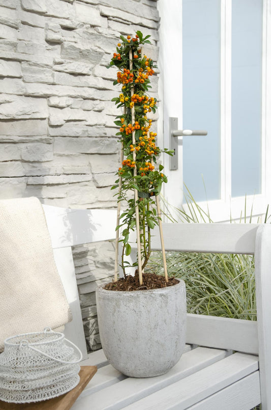 Tuinplant Pyracantha 'Orange Glow' – Set van 3 – Vuurdoorn – Hoogte 65 cm – Potmaat 15 cm