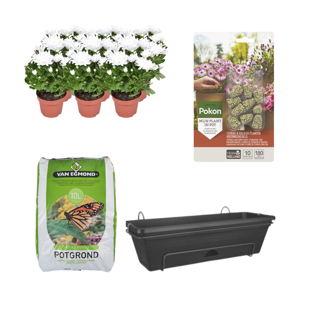 Balkonbak DIY-set zwart – met Chrysanthemum ‘Brave’ – bloeiende balkonplant – complete set voor zelf planten