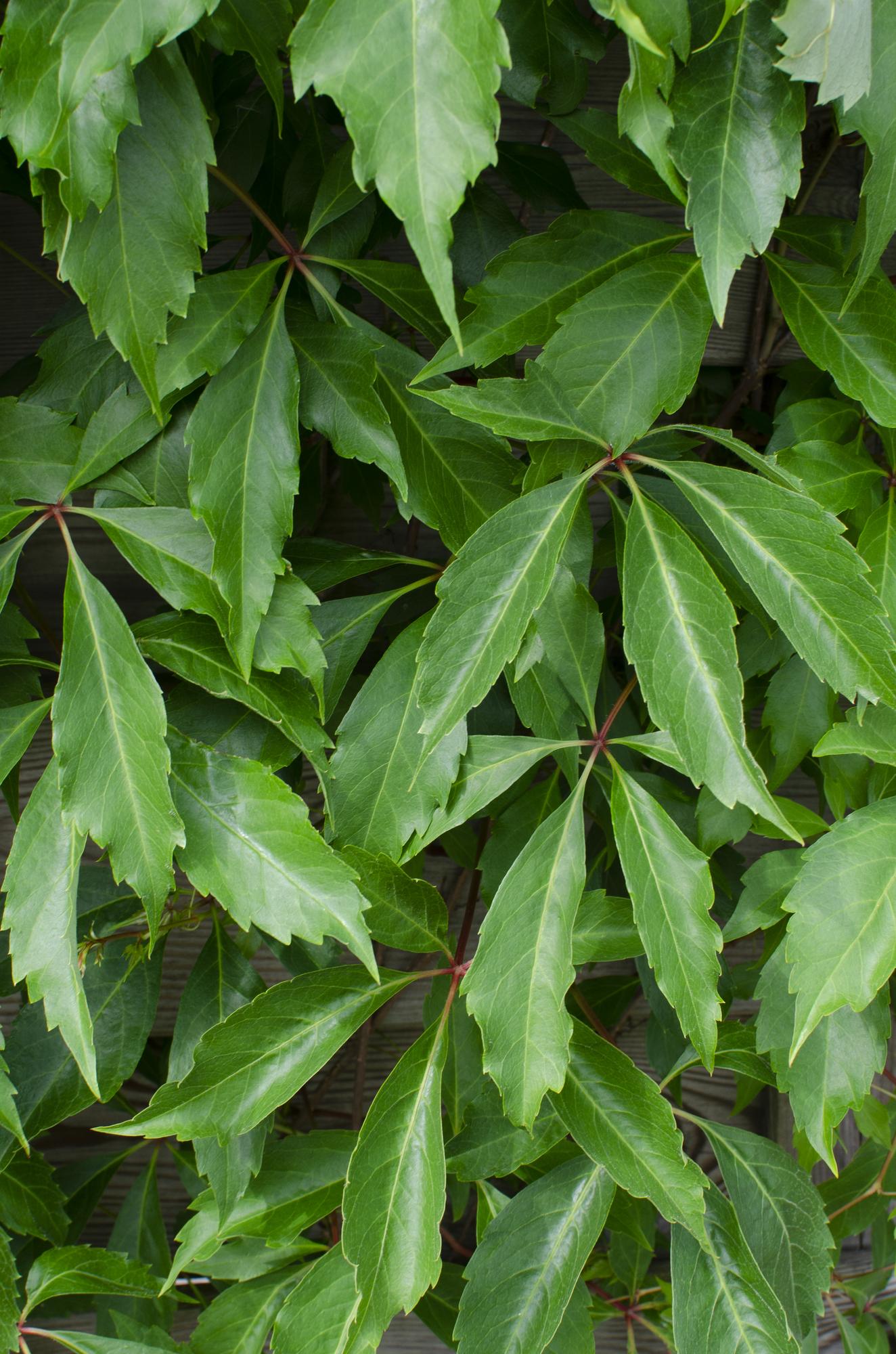 3x Wilde Wingerd Parthenocissus Engelmannii – Tuinplant – Klimplant – Hoogte 65 cm – Potmaat 15 cm