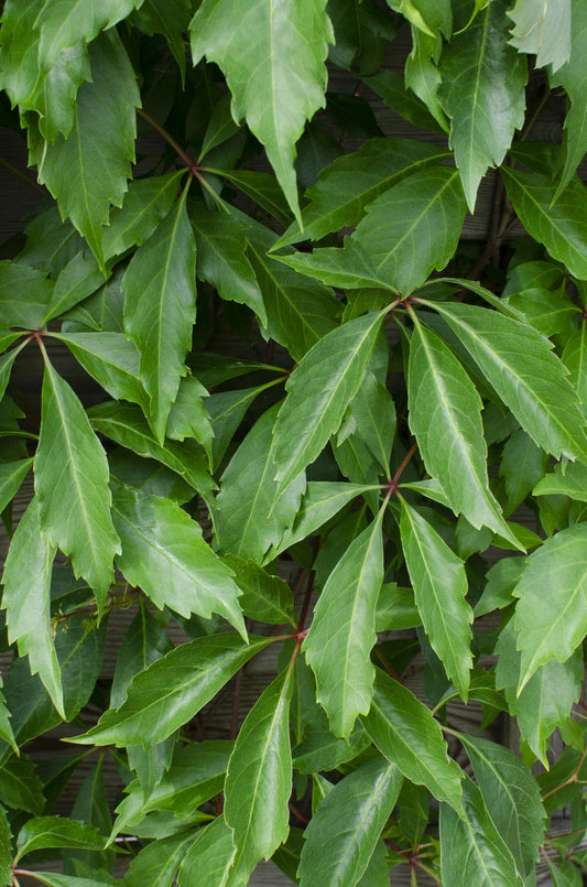 3x Wilde Wingerd Parthenocissus Engelmannii – Tuinplant – Klimplant – Hoogte 65 cm – Potmaat 15 cm