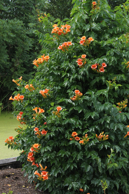 2x Campsis ‘Indian Summer’ tuinplant – oranje trompetbloem – klimplant – Ø15 cm pot – hoogte 65 cm – mediterrane uitstraling
