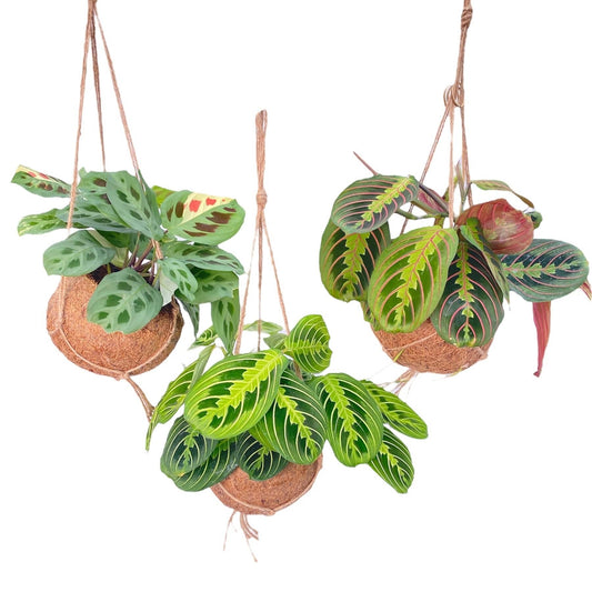 Maranta kamerplanten mix – 3 stuks in Kokodama hangpot – Ø15 cm – 20 cm hoog – luchtzuiverend & decoratief