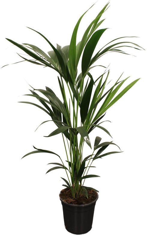 Howea Forsteriana Kentia palm kamerplant – 100-120 cm hoog – potmaat Ø21 cm