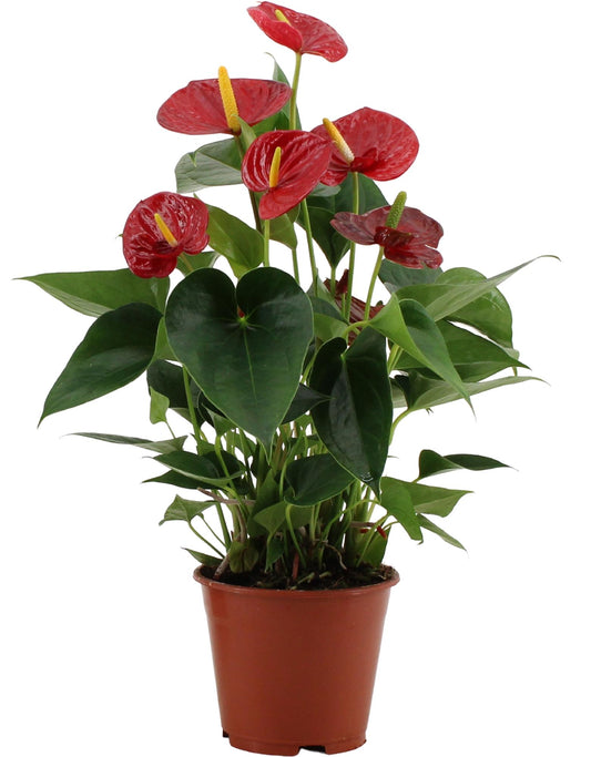 Anthurium Success Red kamerplant – rode bloei – Ø14 cm – hoogte ca. 43 cm – in transparante hoes – luchtzuiverend & bloeiend