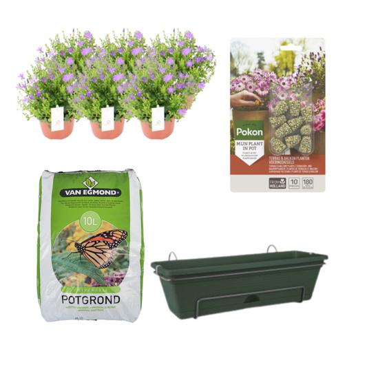 Balkonbak DIY-set groen – met Campanula – bloeiende balkonplant – complete set voor zelf beplanten