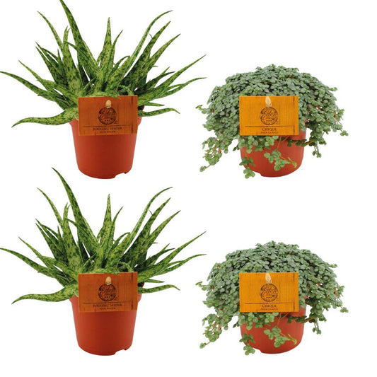 Aloe Spider & Pilea Glauca – 4 compacte kamerplanten – Ø10,5 cm – hoogte ca. 10 cm – onderhoudsvriendelijk & decoratief
