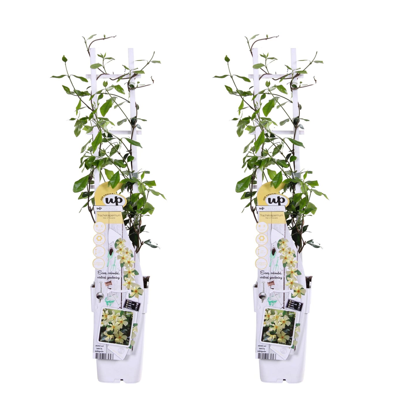 2x Sterjasmijn Trachelospermum 'Star of Toscana' – Tuinplant – 65 cm hoog – Potmaat 15 cm