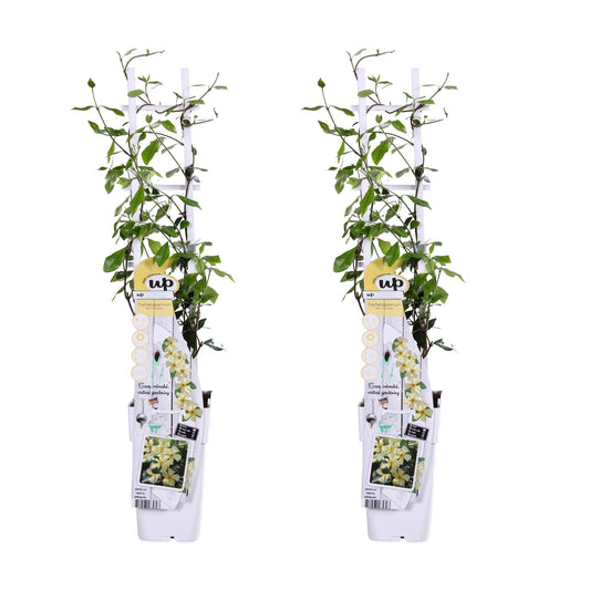 2x Sterjasmijn Trachelospermum 'Star of Toscana' – Tuinplant – 65 cm hoog – Potmaat 15 cm