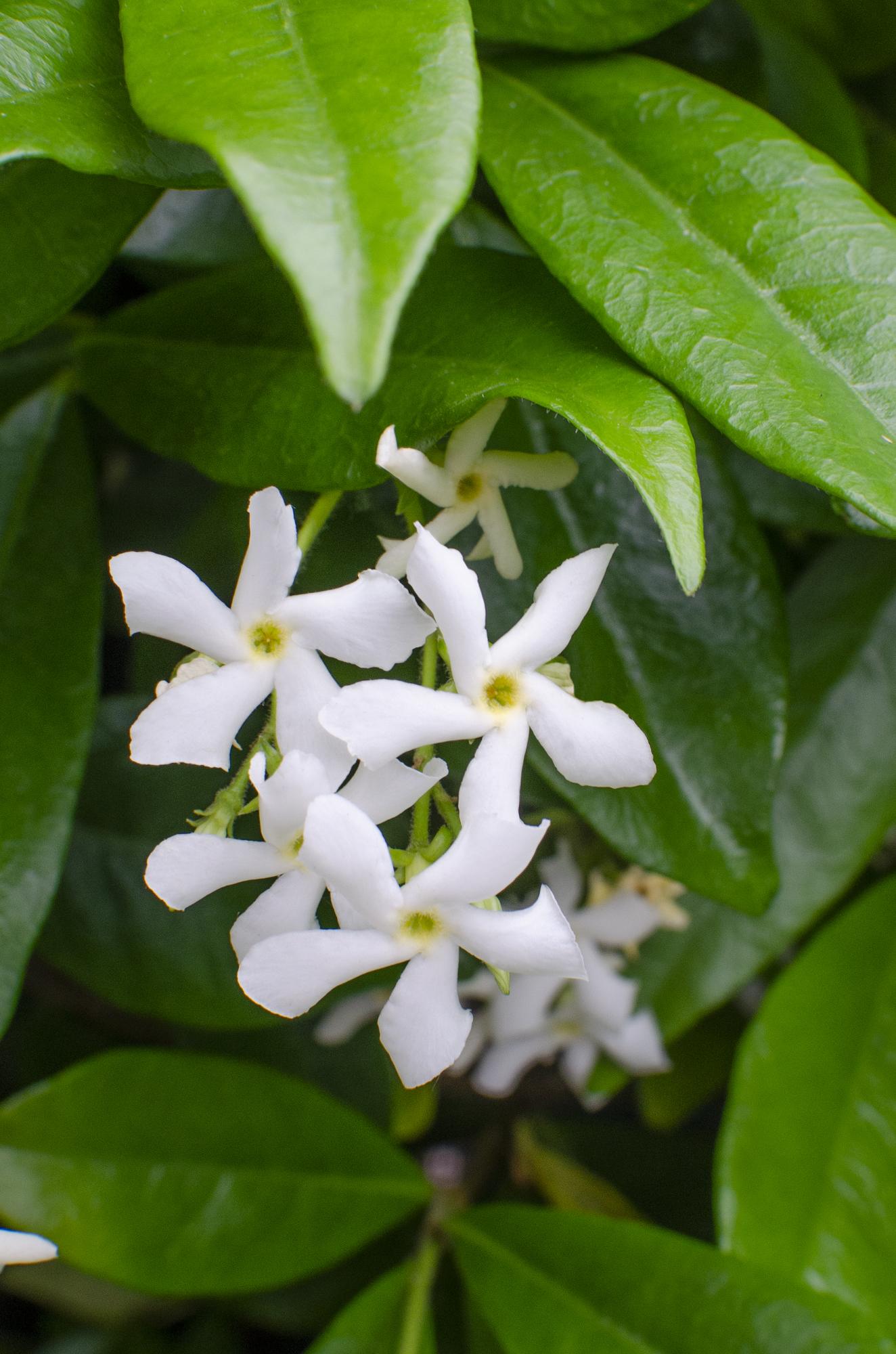 2x Trachelospermum ‘Star of Venice’ tuinplant – witte sterjasmijn – geurige klimplant – Ø15 cm pot – hoogte 65 cm – wintergroen & winterhard