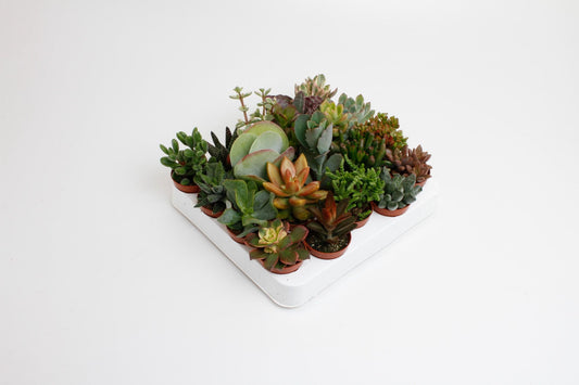 Succulenten mix – set van 20 onderhoudsvriendelijke mini kamerplanten – Ø5,5 cm pot – ca. 10 cm hoog