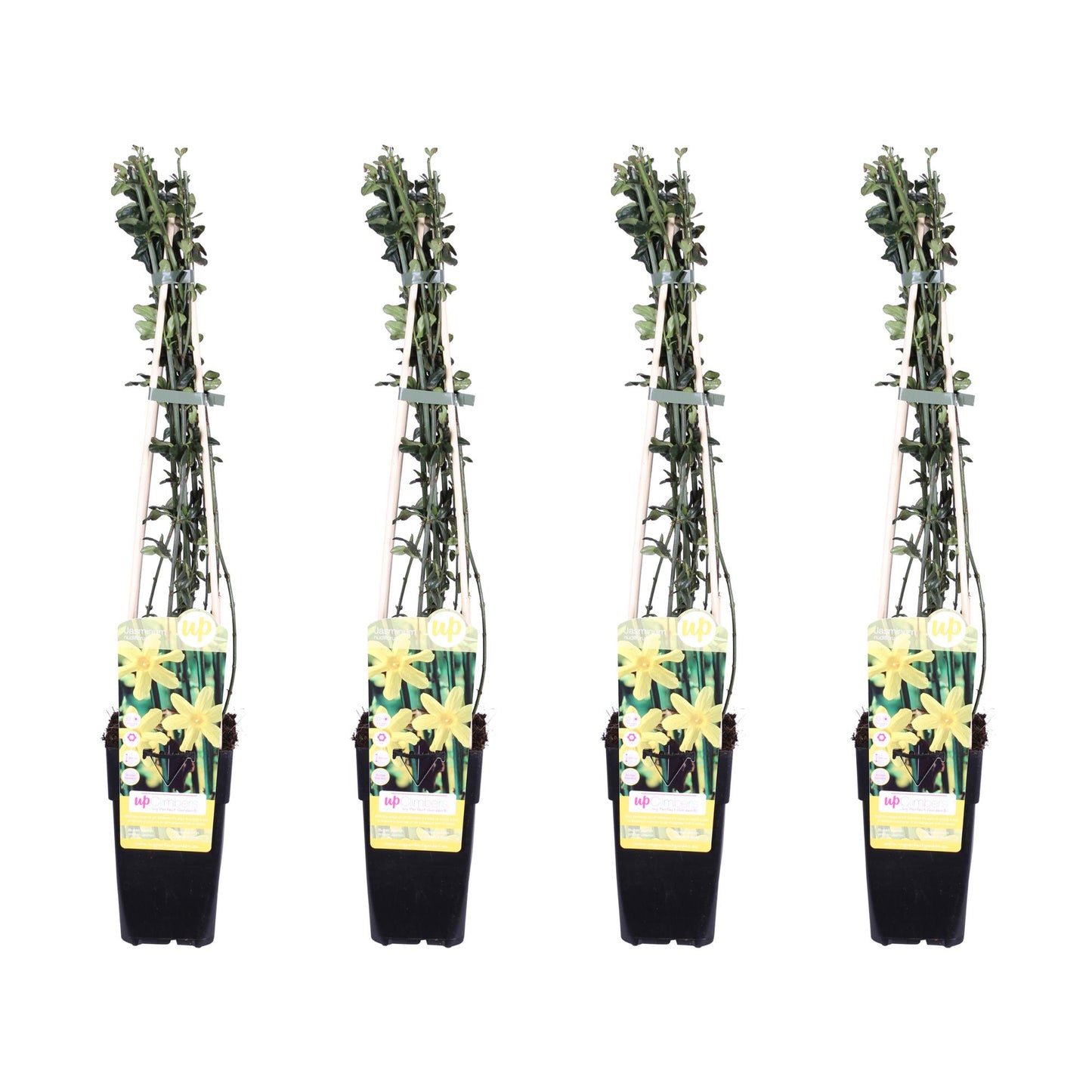 Winterbloeiende tuinplant Jasminum nudiflorum – 4x set – 65 cm hoog – potmaat 15 cm