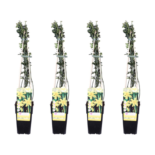 Winterbloeiende tuinplant Jasminum nudiflorum – 4x set – 65 cm hoog – potmaat 15 cm