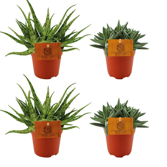 Aloe Spider & Crassula Tenelli kamerplantenset – 4 stuks – Ø10,5 cm pot – 10 cm hoog – Vetplanten mix voor binnen