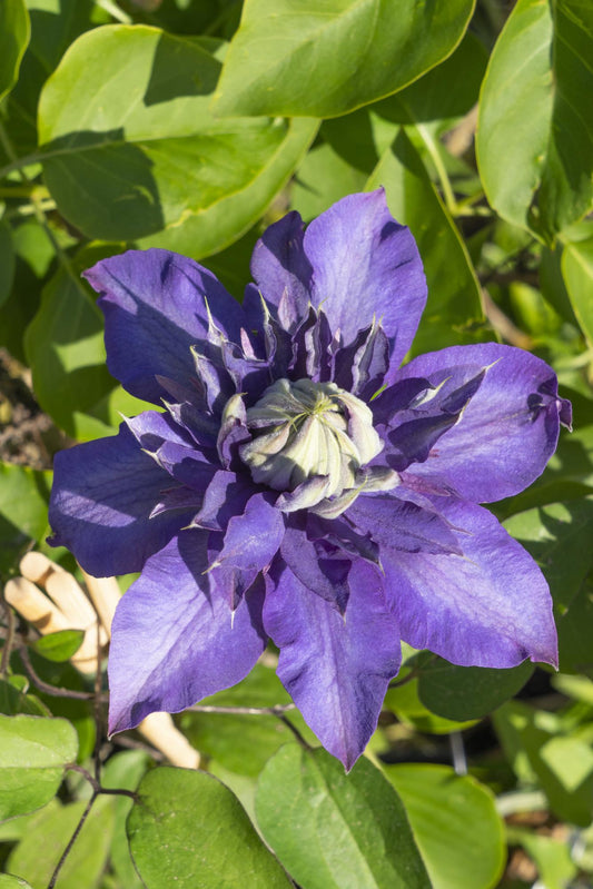 Clematis Multi Blue tuinplant – 4 stuks – klimplant met dubbele bloei – hoogte 65 cm – potmaat 15 cm