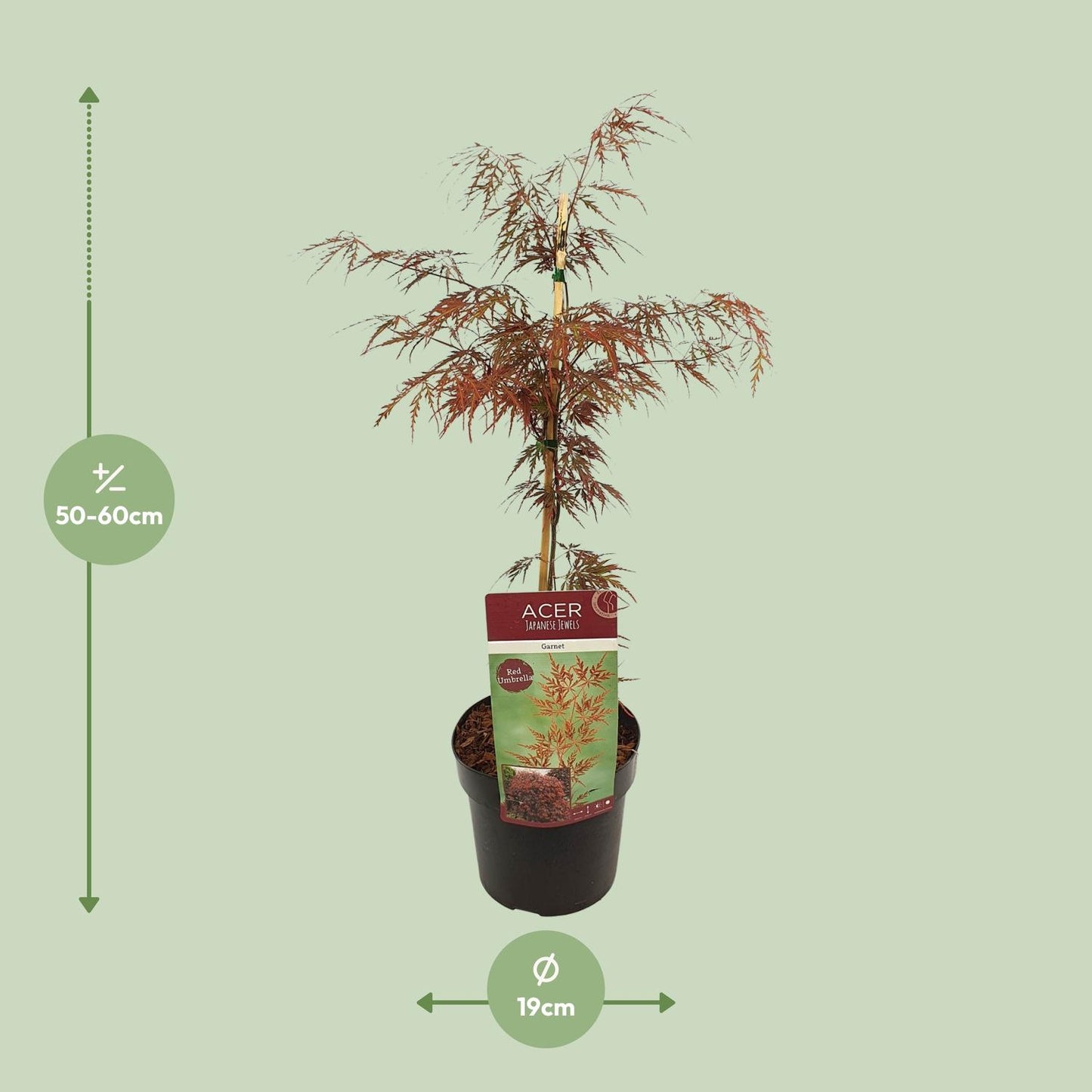 Acer palmatum 'Garnet' kamerplant – Esdoorn met rood blad – Ø19 cm – hoogte 40 cm