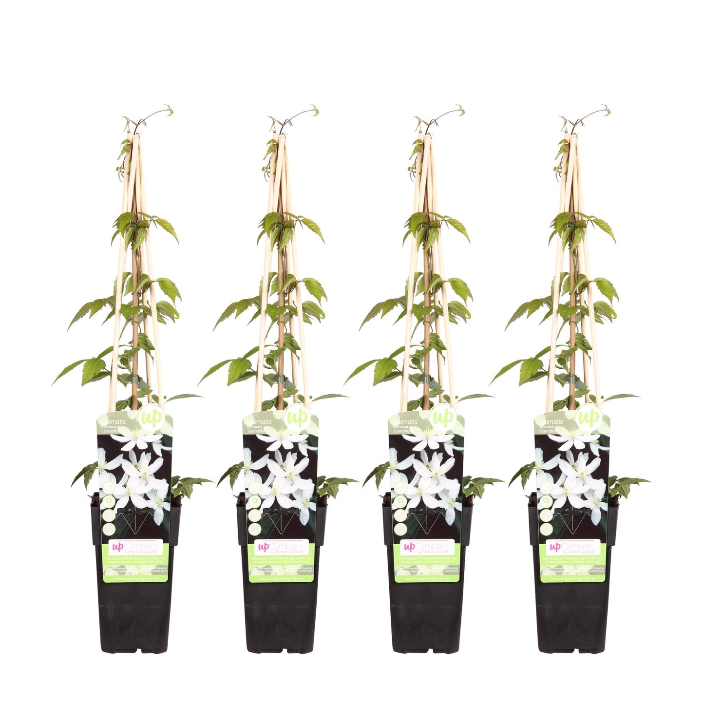 4x Clematis montana ‘Grandiflora’ tuinplant – witbloeiende klimplant – Ø15 cm pot – hoogte 65 cm – geurend & winterhard