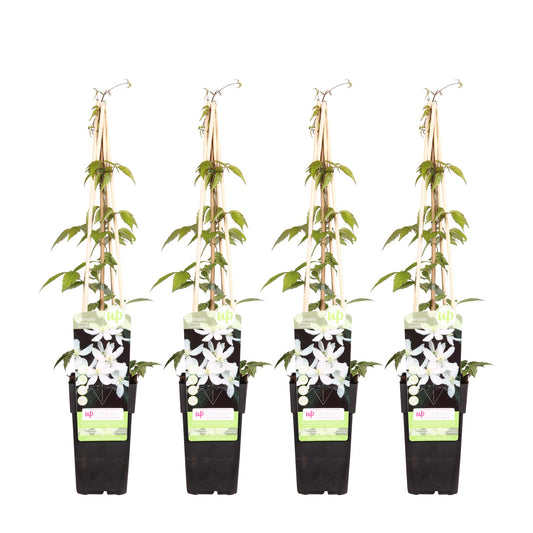 4x Clematis montana ‘Grandiflora’ tuinplant – witbloeiende klimplant – Ø15 cm pot – hoogte 65 cm – geurend & winterhard
