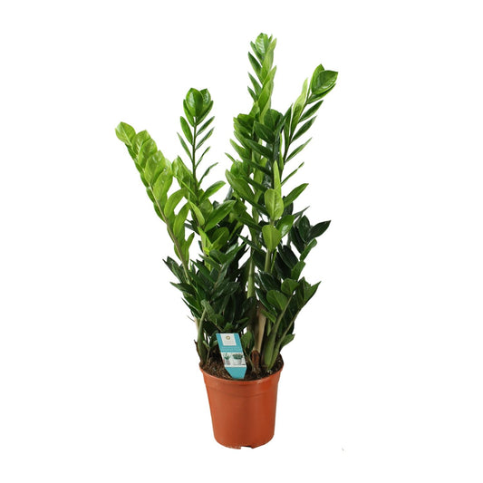 Zamioculcas kamerplant – Ø21 cm pot – 100 cm hoog – luchtzuiverend & onderhoudsvriendelijk