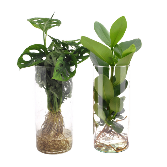 Hydroponie set Monstera en Clusia – 2 onderhoudsvriendelijke kamerplanten in glas – Ø12 cm – hoogte 25 tot 40 cm – luchtzuiverend