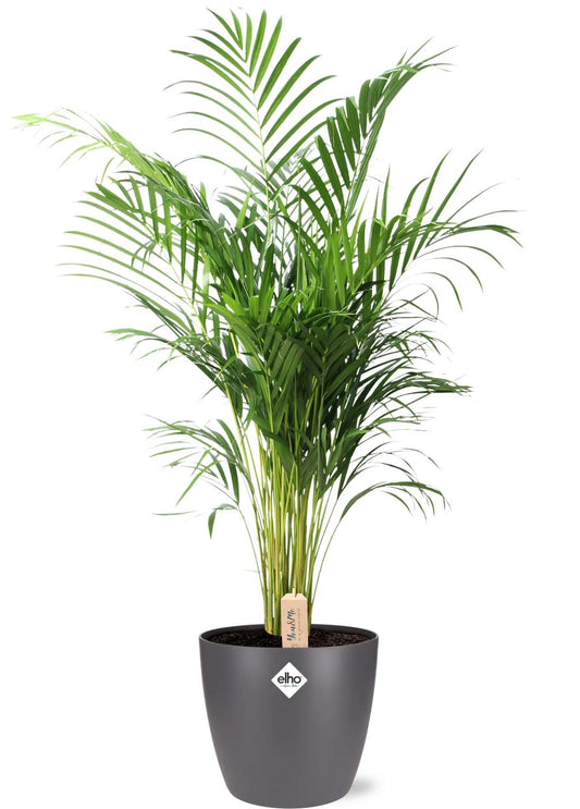 Dypsis Lutescens (Areca palm) – Kamerplant – Luchtzuiverend – Ø24 cm – Hoogte 110 cm – Inclusief Antraciet Pot