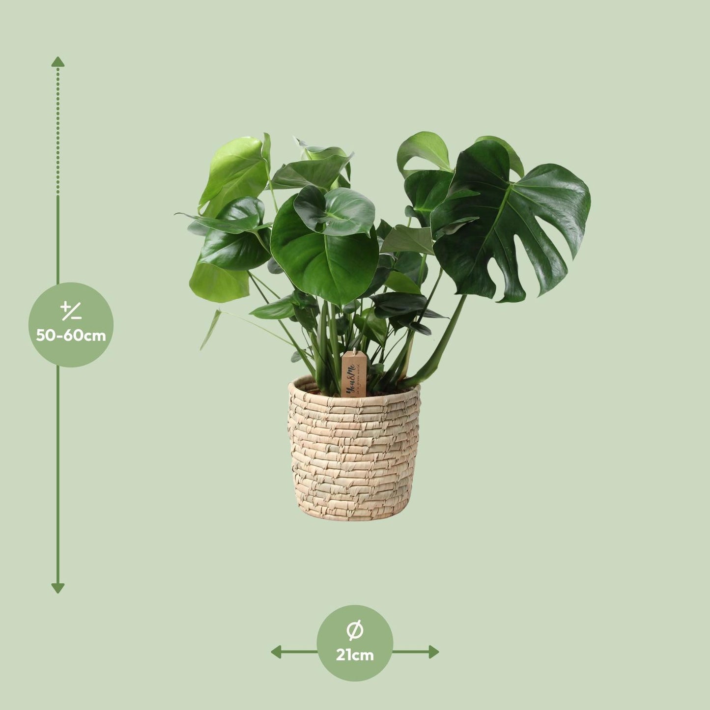 Monstera kamerplant in palmleaf basket – Ø21 cm – hoogte 60 cm – luchtzuiverend en onderhoudsvriendelijk