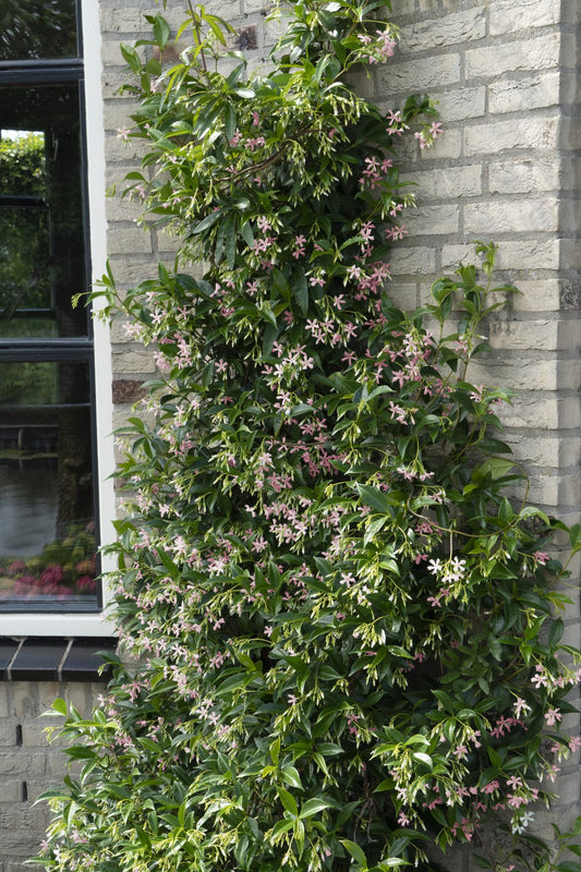 2x Trachelospermum ‘Star of Ibiza’ tuinplant – Sterjasmijn – geurende klimplant met roze bloemen – Ø15 cm pot – hoogte 65 cm