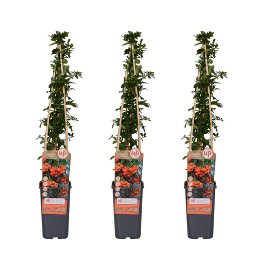 Tuinplant Pyracantha 'Orange Glow' – Set van 3 – Vuurdoorn – Hoogte 65 cm – Potmaat 15 cm