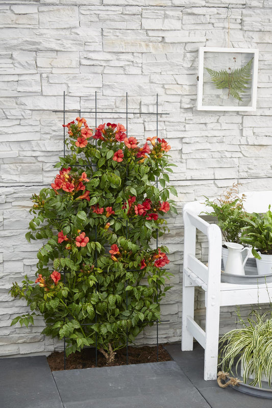 2x Campsis Summer Jazz ‘Fire Trumpet’ tuinplant – rode trompetbloem – compacte klimplant – Ø15 cm pot – hoogte 65 cm – zelfhechtend & winterhard