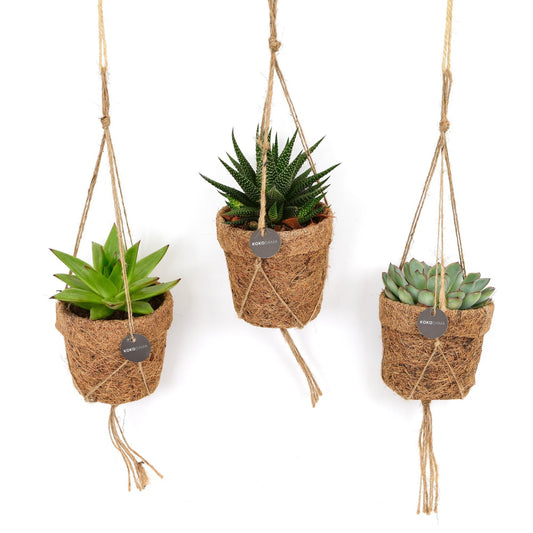 Succulentenset in Kokopot – 3 stuks – Ø10 cm – 15 cm hoog – onderhoudsvriendelijk & decoratief