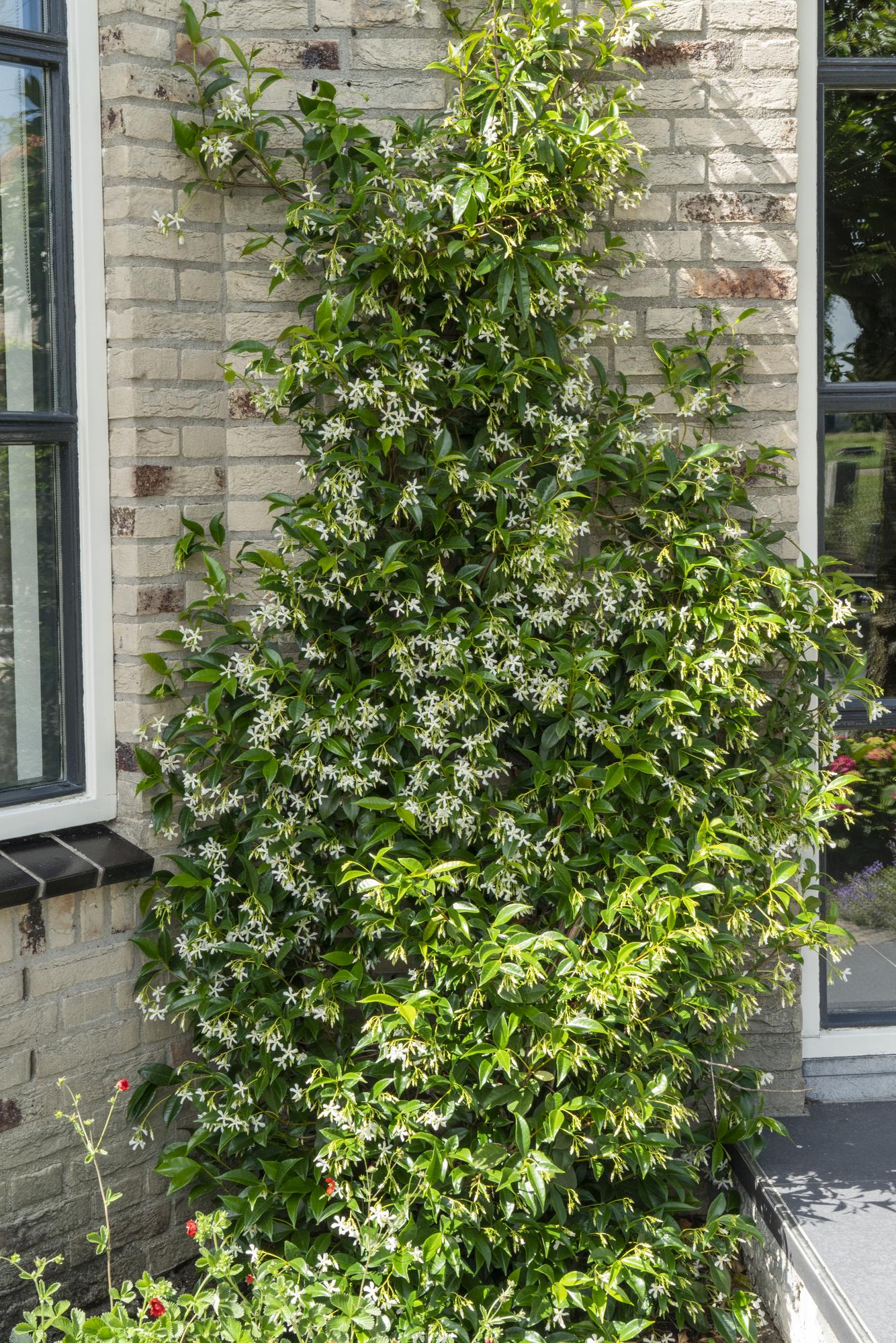 3x Trachelospermum jasminoides mix – Geurende tuinplant – Hoogte 65 cm – Potmaat 15 cm