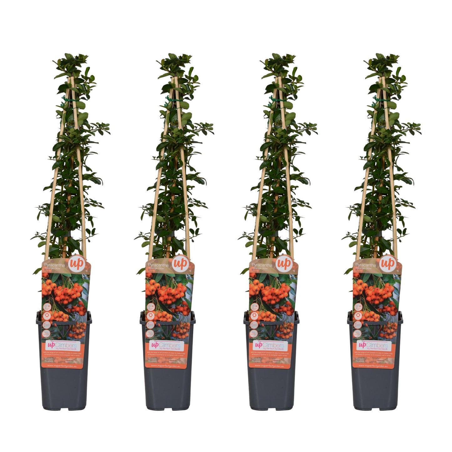 Pyracantha 'Orange Glow' – Vuurdoorn tuinplant set van 4 – Hoogte 65 cm – Potmaat 15 cm