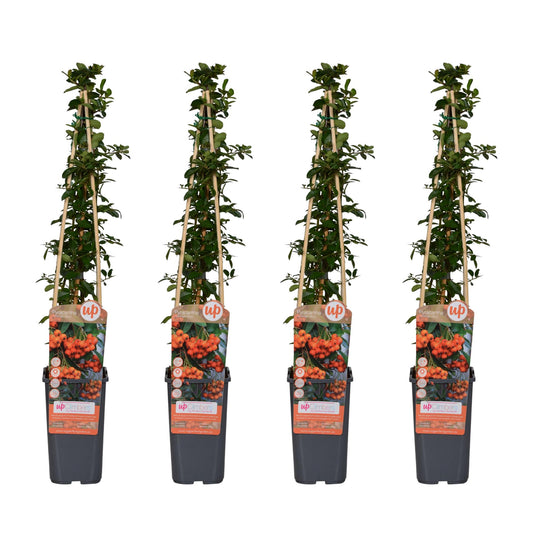 Pyracantha 'Orange Glow' – Vuurdoorn tuinplant set van 4 – Hoogte 65 cm – Potmaat 15 cm