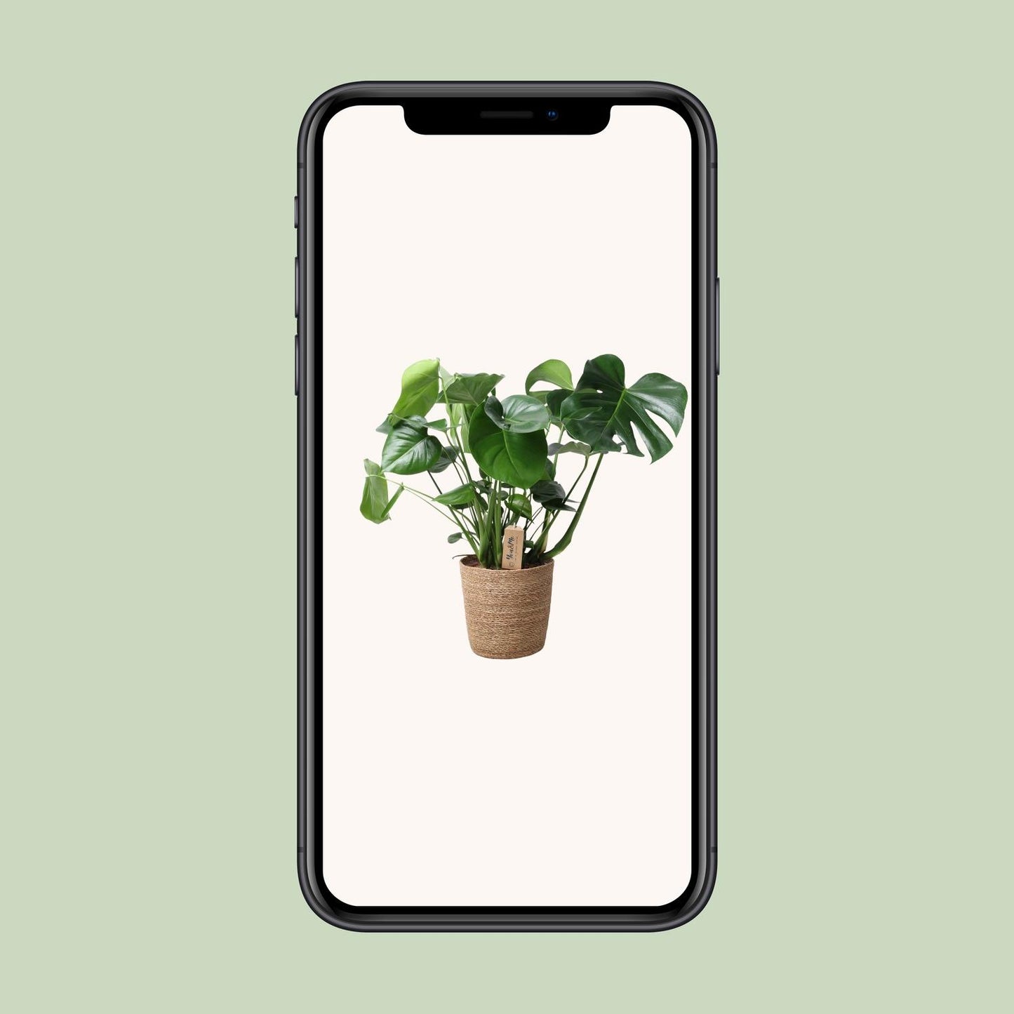 Monstera kamerplant in natuurlijke mand – Ø21 cm – hoogte 60 cm – luchtzuiverend en onderhoudsvriendelijk