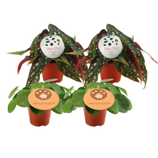 Pilea Peperomioides & Begonia Maculata – 4 kamerplanten – Ø12 cm – hoogte ca. 20 cm – luchtzuiverend & decoratief