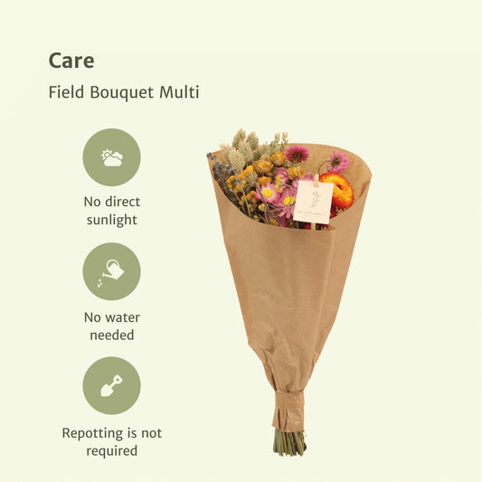 Droogbloemen set – 8x Field Bouquet Multi – 50 cm – Kleurrijke & duurzame decoratie