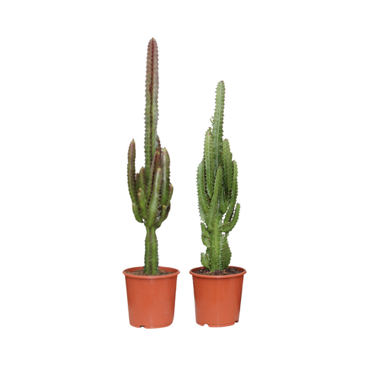 Euphorbia kamerplant duo – Groen/Rood – 2 stuks – Ø17 cm pot – 75 cm hoog – kleurrijk & onderhoudsvriendelijk