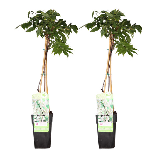 2x Wisteria floribunda ‘Longissima Alba’ tuinplant – witte regen – rijkbloeiende klimplant – Ø15 cm pot – hoogte 65 cm – exclusieve witte bloei
