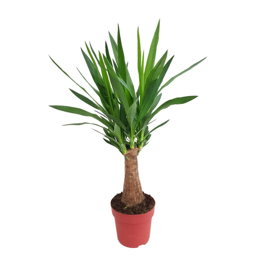 Yucca Maya Tree kamerplant – stamhoogte 30 cm – Ø19 cm pot – hoogte ca. 80 cm – onderhoudsvriendelijk & luchtzuiverend