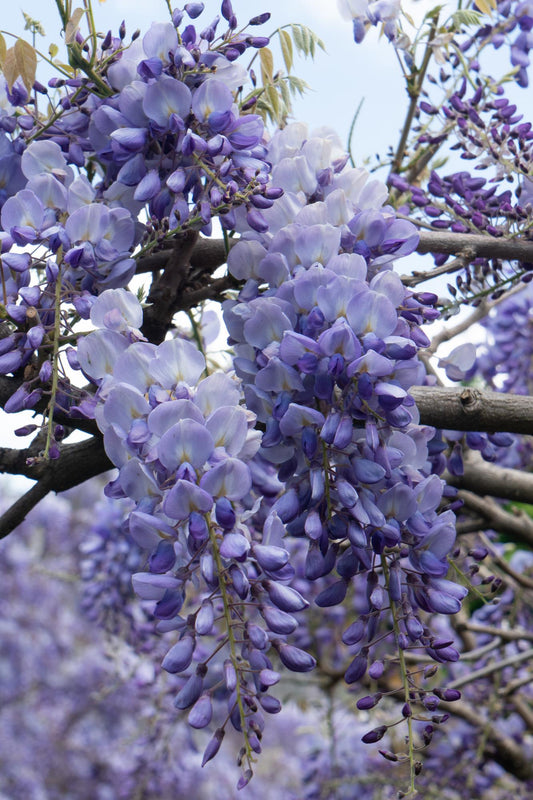 2x Wisteria sinensis ‘Prolific’ tuinplant – blauwe regen – rijkbloeiende klimplant – Ø15 cm pot – hoogte 65 cm