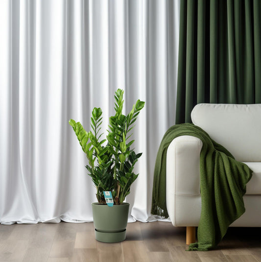 Zamioculcas kamerplant – Ø21 cm pot – 100 cm hoog – luchtzuiverend & onderhoudsvriendelijk
