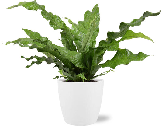 Kangoeroevaren (Microsorum Diversifolium) kamerplant – Ø17 cm – hoogte 45 cm – met witte pot Ø18 cm