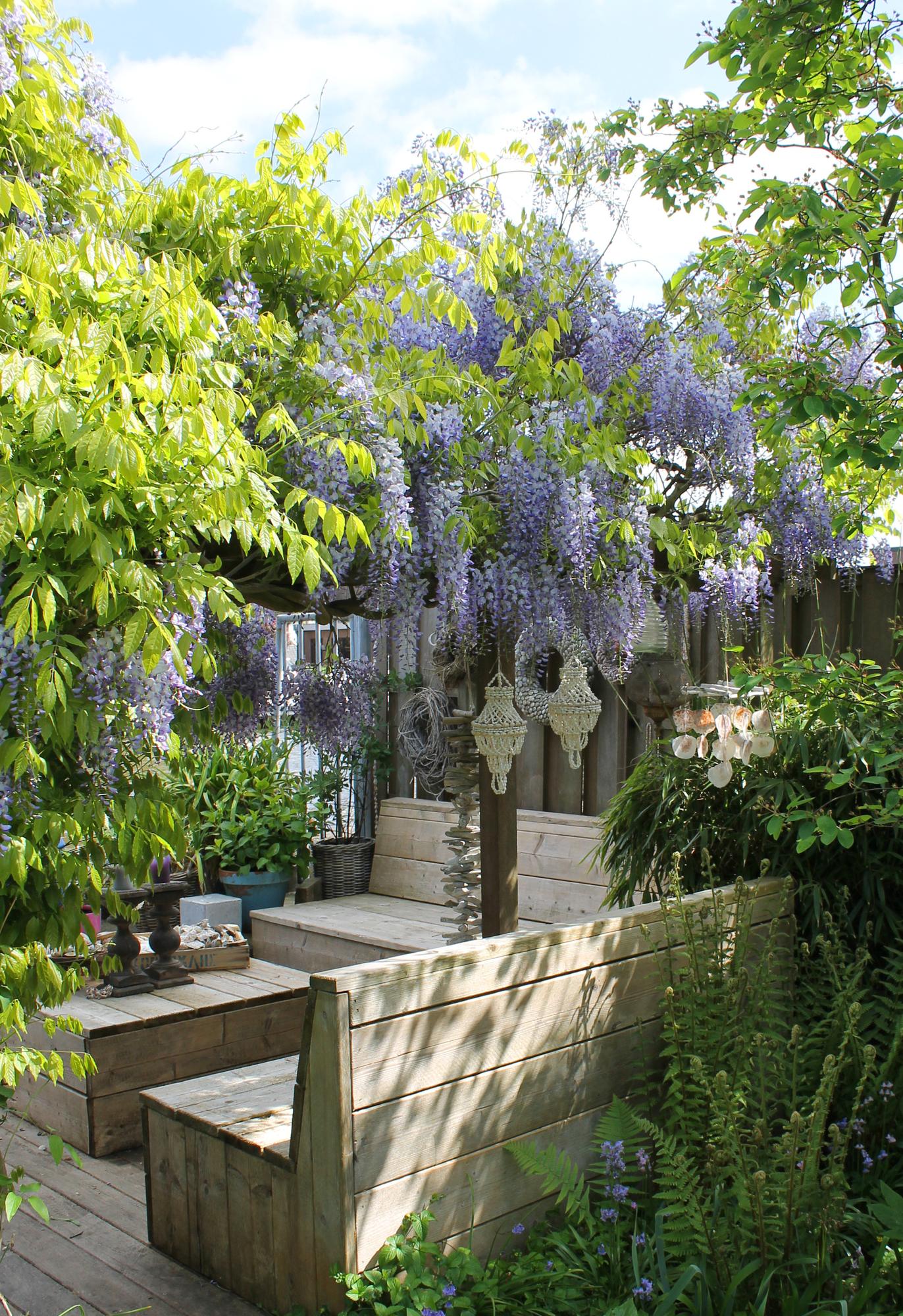 2x Wisteria sinensis ‘Caroline’ tuinplant – Blauwe regen klimplant met paarse bloemtrossen – hoogte 65 cm – potmaat 15 cm